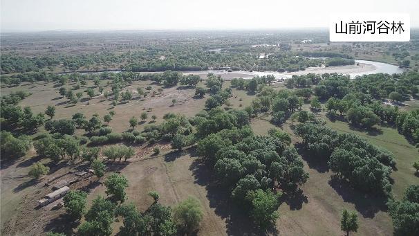 【一线调研·科考发现】这片“杨树基因库”,亟需加强生态保护! 【一线调研·科考发现】这片“杨树基因库”,亟需加强生态保护!