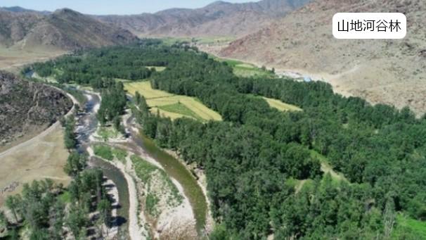 【一线调研·科考发现】这片“杨树基因库”,亟需加强生态保护! 【一线调研·科考发现】这片“杨树基因库”,亟需加强生态保护!