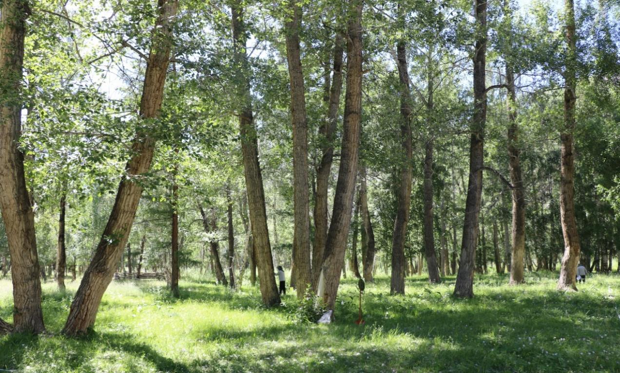 【一线调研·科考发现】这片“杨树基因库”,亟需加强生态保护! 【一线调研·科考发现】这片“杨树基因库”,亟需加强生态保护!